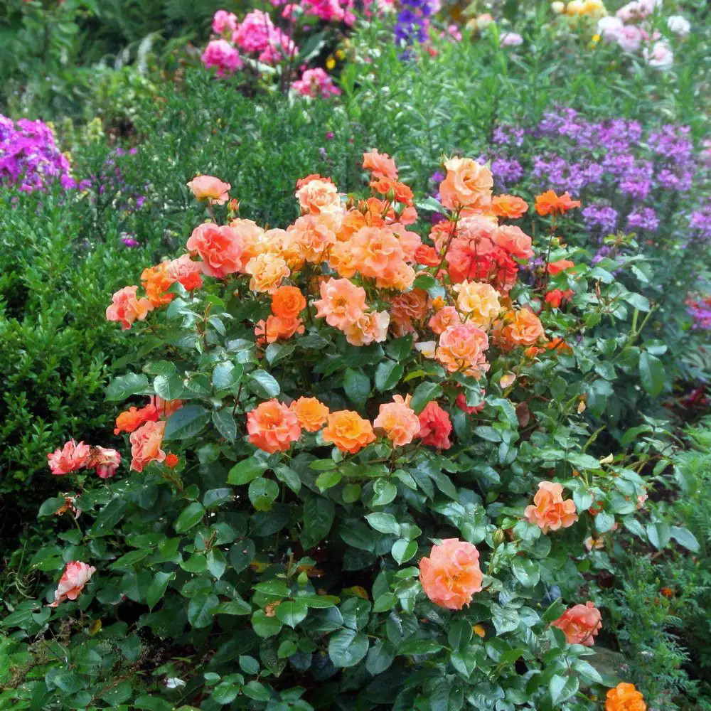 2.5 In. Rose Miniature Orange Honey with Orange Flowers (3-Pack)