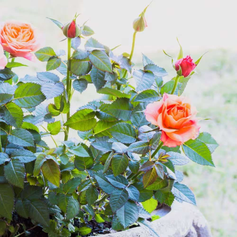 2.5 In. Rose Miniature Orange Honey with Orange Flowers (3-Pack)