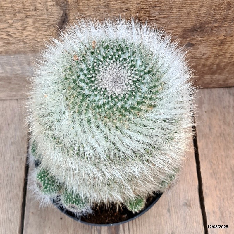 D5887 MAMMILLARIA HANIANA OLD pot18-H18-W17 cm MaMa Cactus