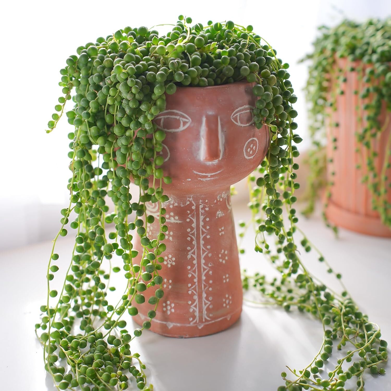 4″ String of Pearls Live Trailing Succulent Fully Rooted in Pots with Soil Mix