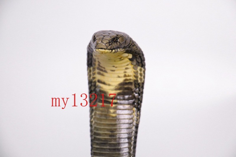 Hyper-Realistic King Cobra Collectible Statue 1/4 1/10 1/18 Scale Pet Figurine