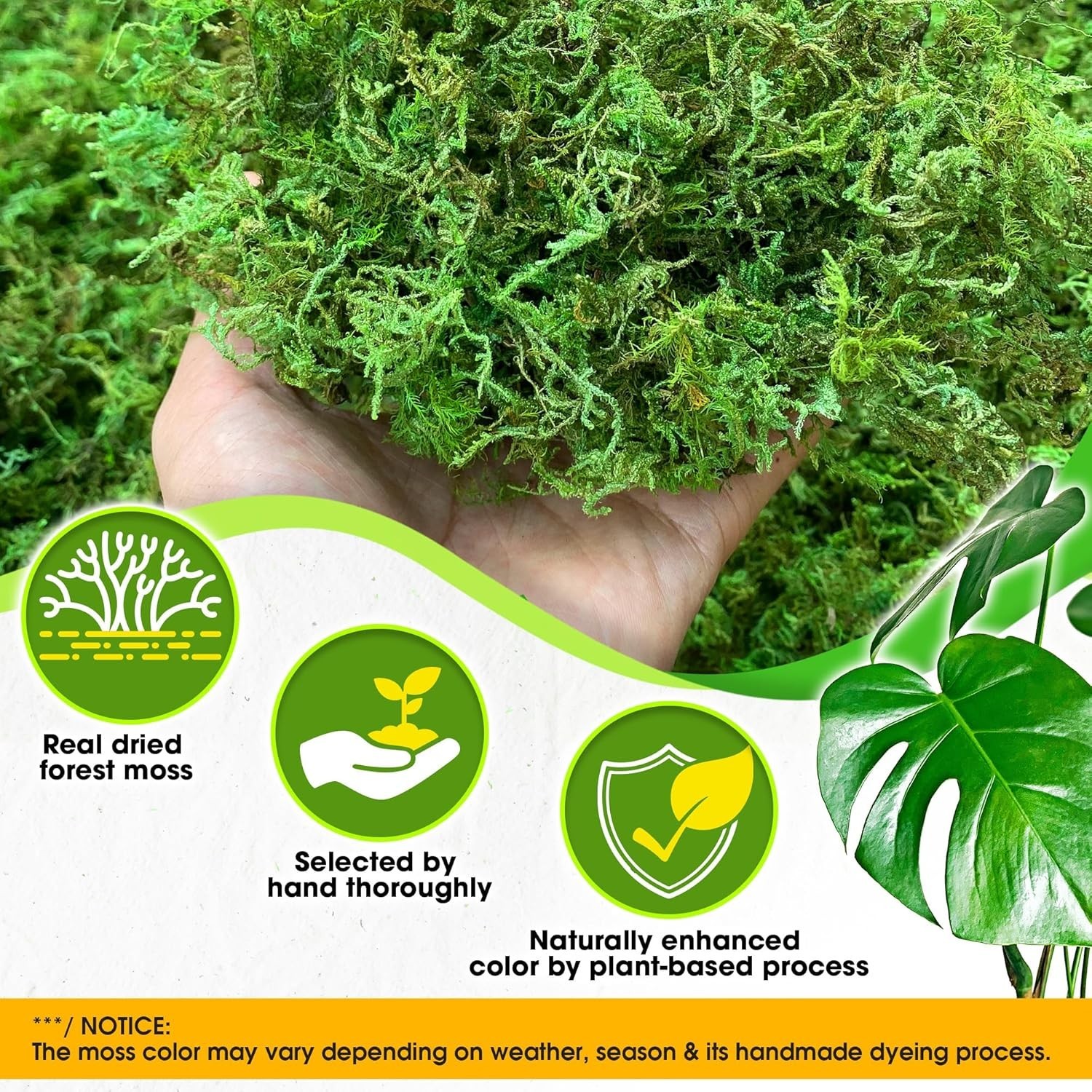 2 oz Green Forest Moss for Crafts – Real Dried Decorative Moss for Home Decor