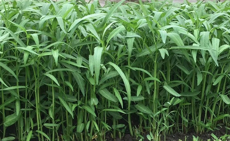 50+Green Stem KongXin Cai Seeds Ong Choy Rau Muong water spinach Vegy seeds USA