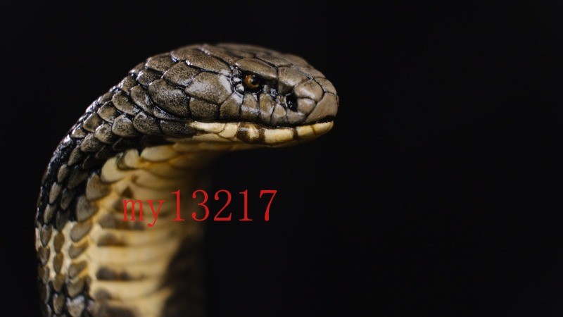 Hyper-Realistic King Cobra Collectible Statue 1/4 1/10 1/18 Scale Pet Figurine