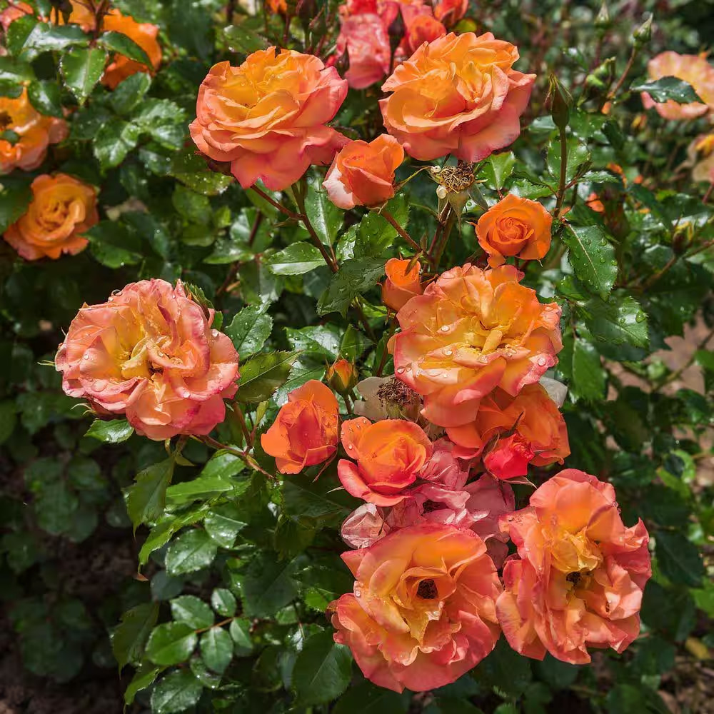 2.5 In. Rose Miniature Orange Honey with Orange Flowers (3-Pack)