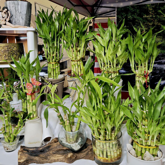10 Lucky Bamboo Plants 6 inches with Gold Wire, Home Decor, Office Decor