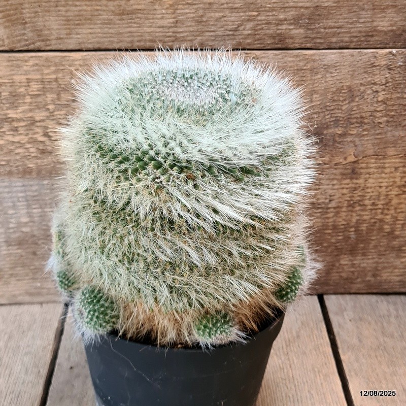 D5887 MAMMILLARIA HANIANA OLD pot18-H18-W17 cm MaMa Cactus