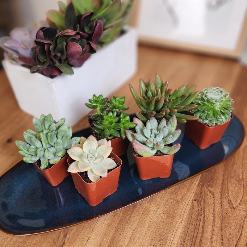 Multicolor Succulent Plants Live Indoor Pack of 6 Easy Care Grower Pots New