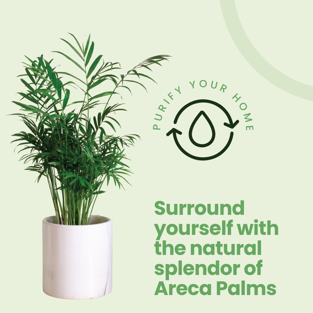 Areca Palm – Live 4-Inch 3-Pack, Easy-Care Tropical Houseplants with Lush Gre…