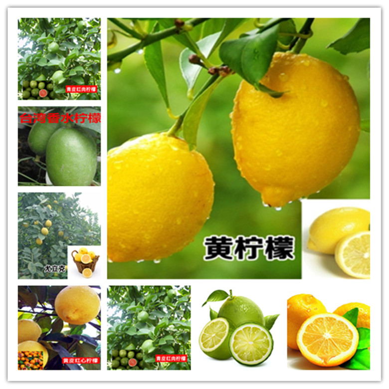 (10) LEMON/LIME SEEDS perennial garden bed citrus bush plant USA SELLER W/TRACK