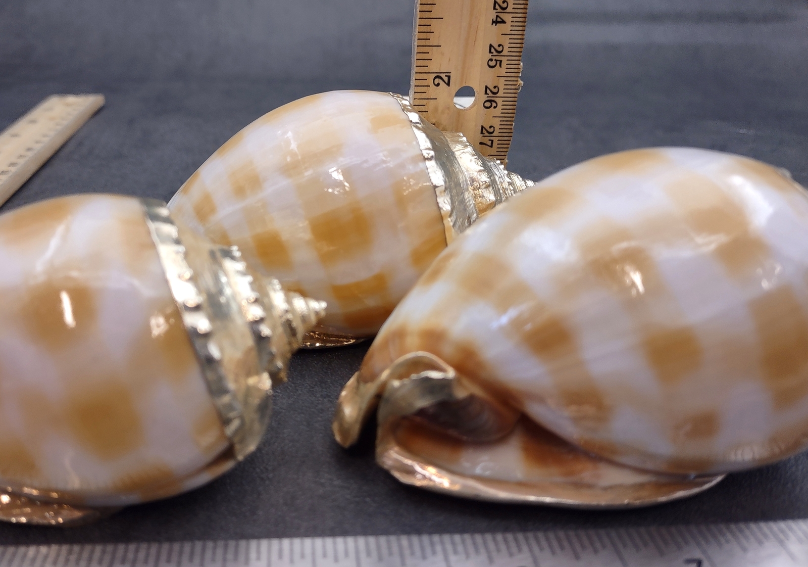 Silver Edged Banded Bonnet Shell Phalium Bandatum (1 shell approx. 3+ inches)