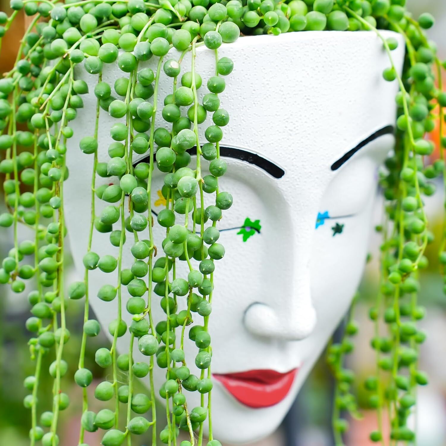 4″ String of Pearls Live Trailing Succulent Fully Rooted in Pots with Soil Mix