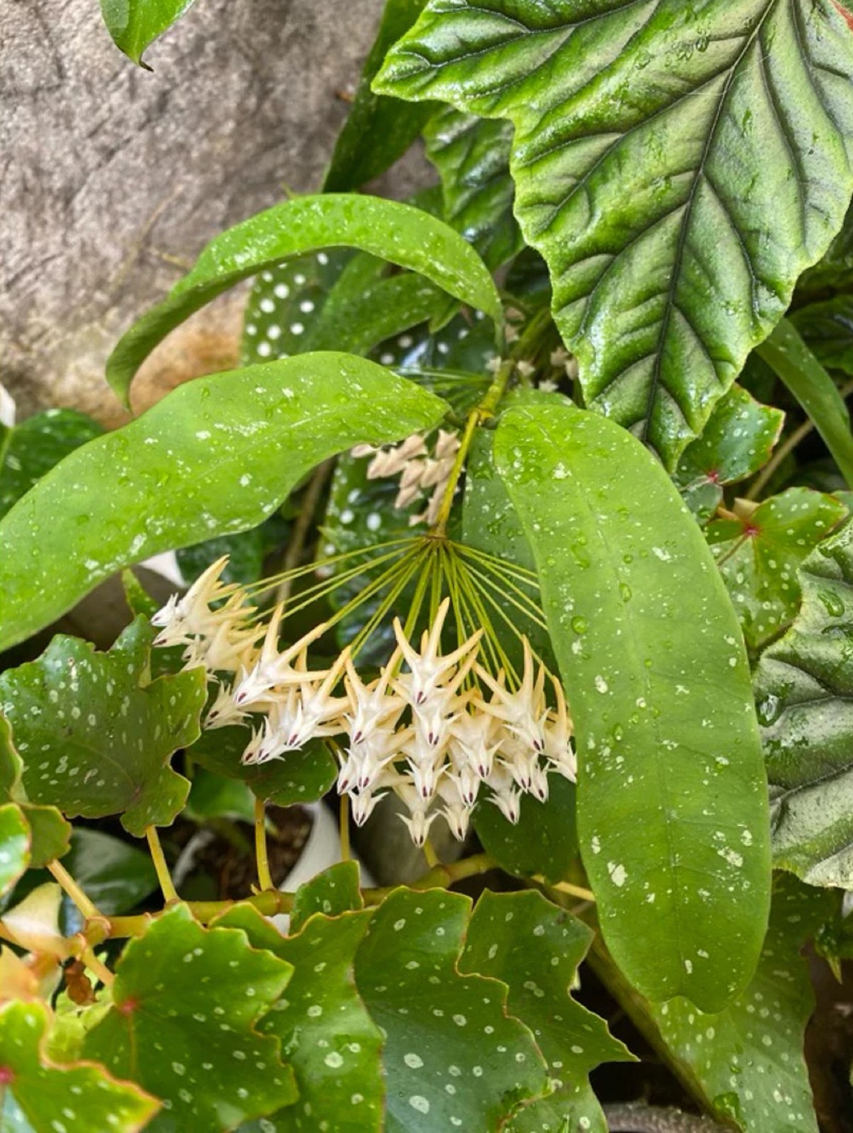 Hoya Multiflora Shooting Star Rare Blooming Hoya Star Flower Wax Plant Easy Care