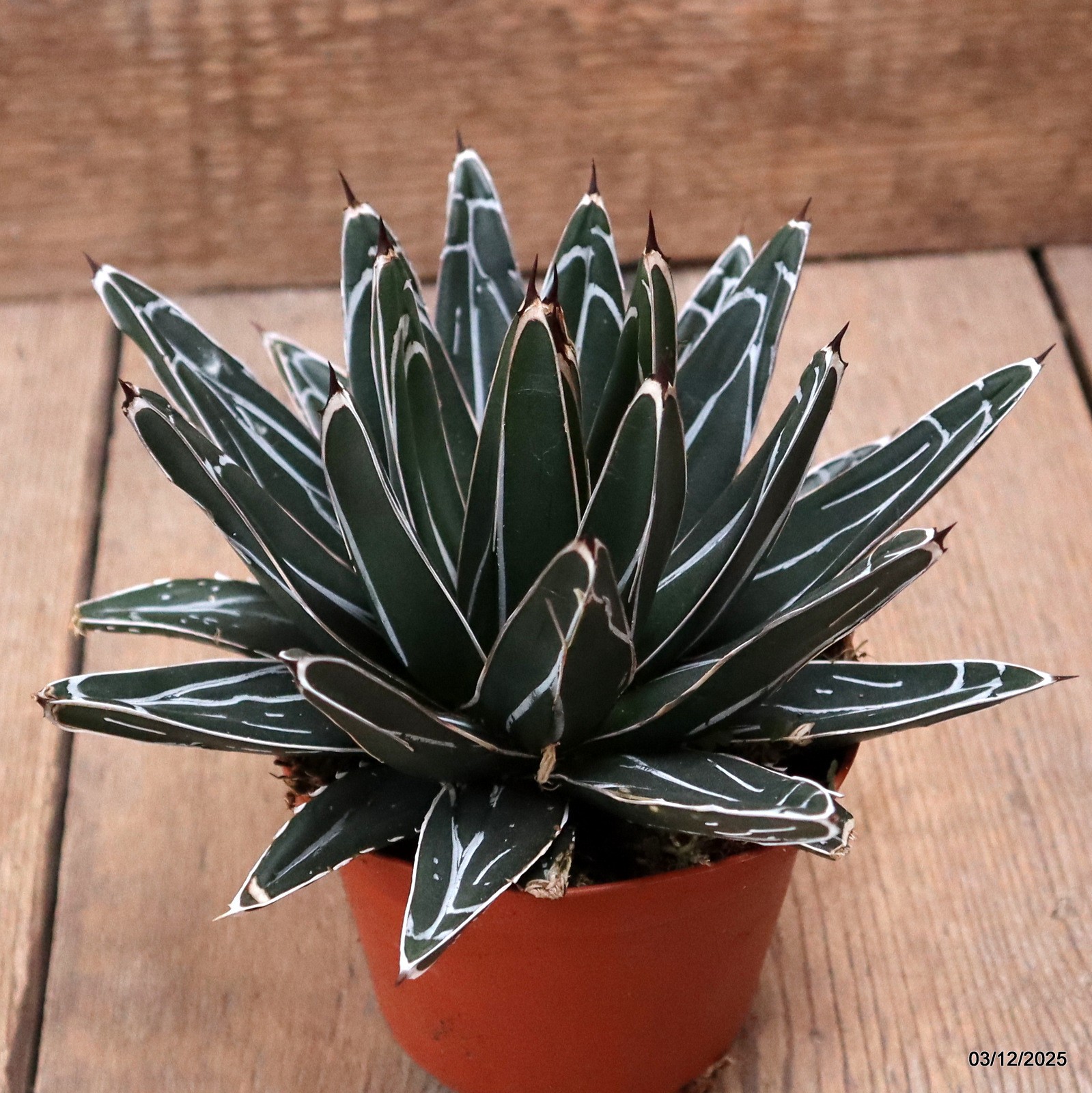 D7671 AGAVE REGINAE VICTORIAE pot10-H11-W17 cm MaMa Cactus