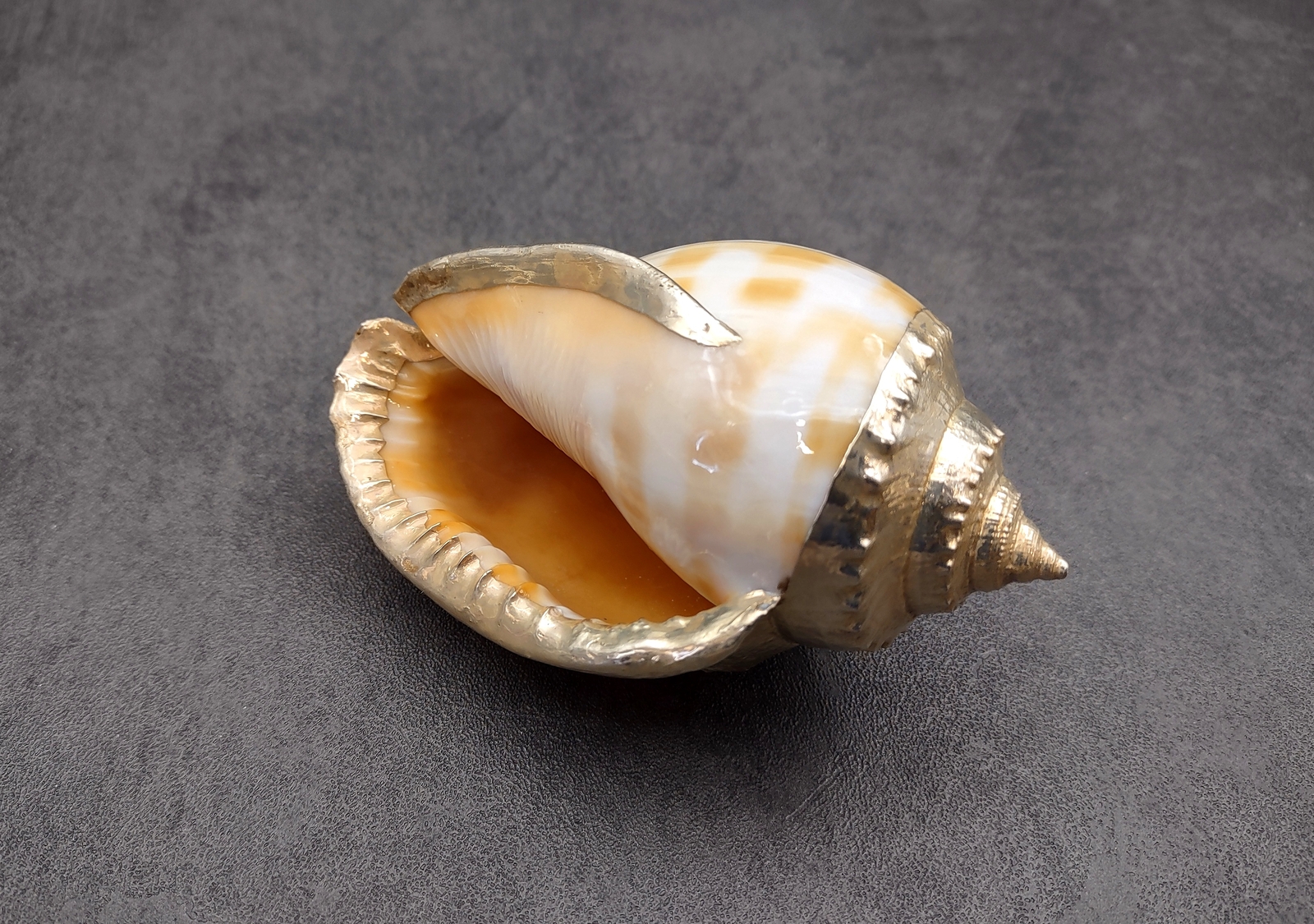 Silver Edged Banded Bonnet Shell Phalium Bandatum (1 shell approx. 3+ inches)