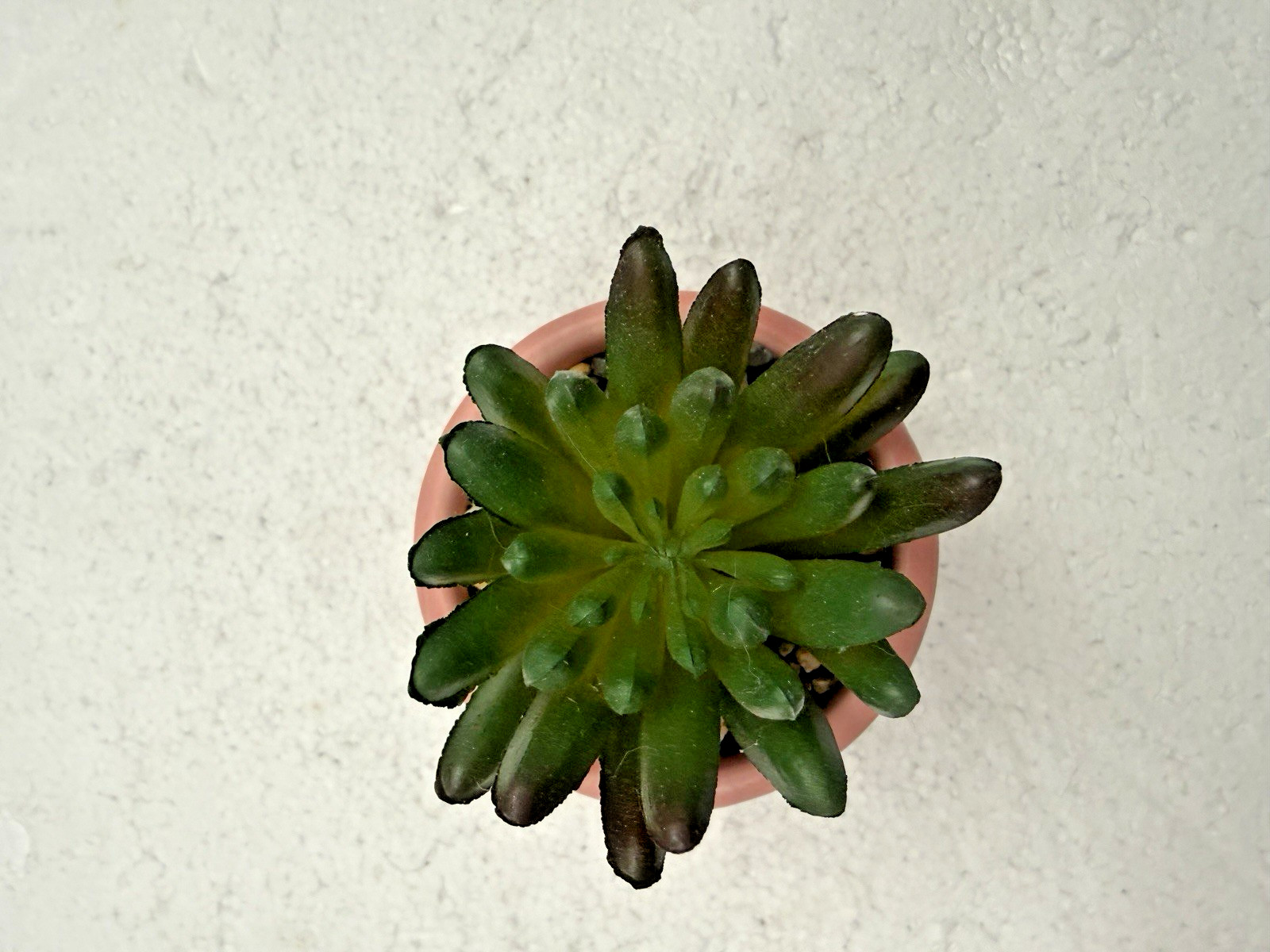 Potted Faux Succulent Pink ”Love” 4″ FAST SHIP!