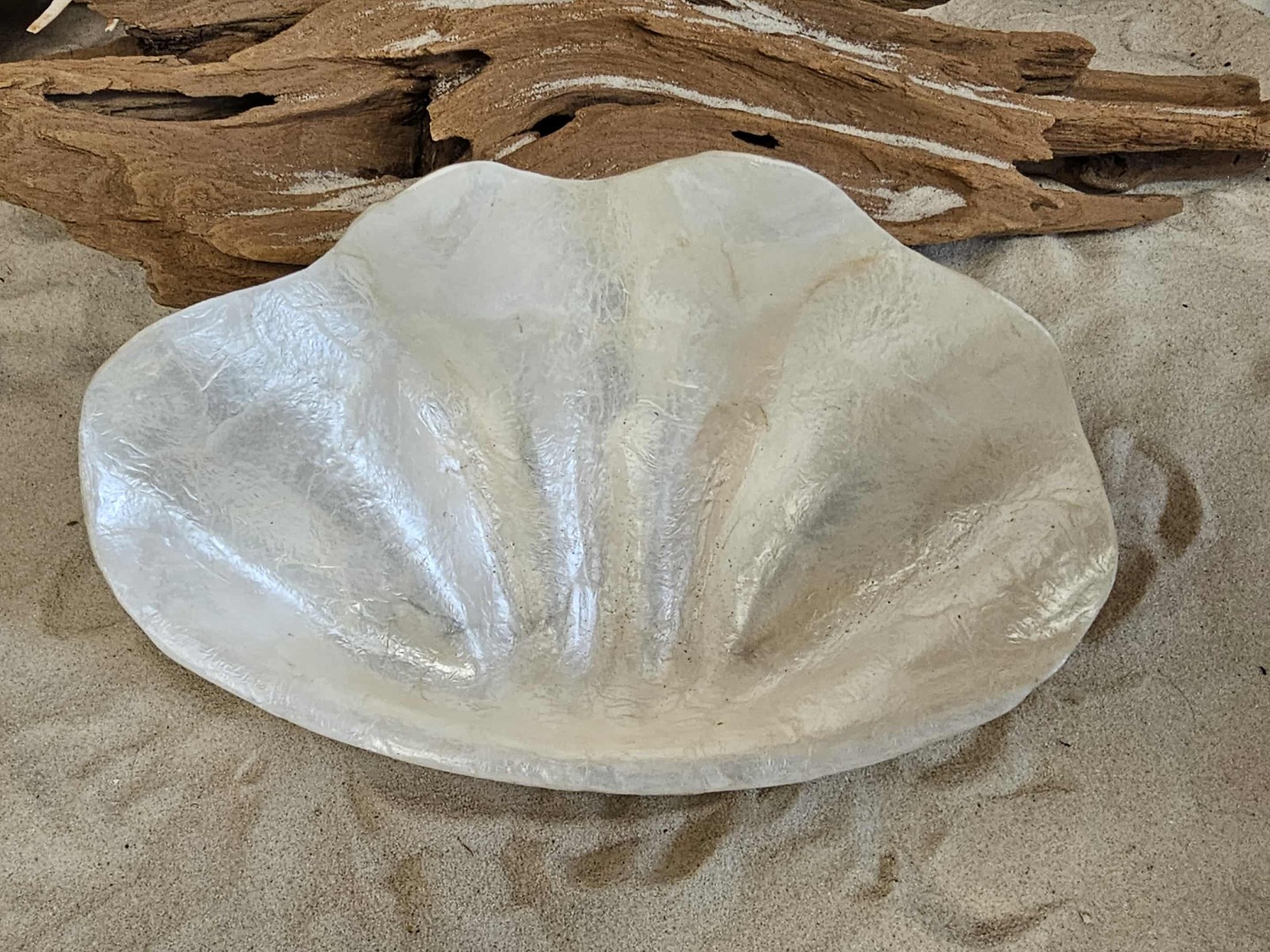1-CAPIZ SEASHELL Clam Shape Bowl,Wedding Decor,Beach Decor,All Occasion Gifts