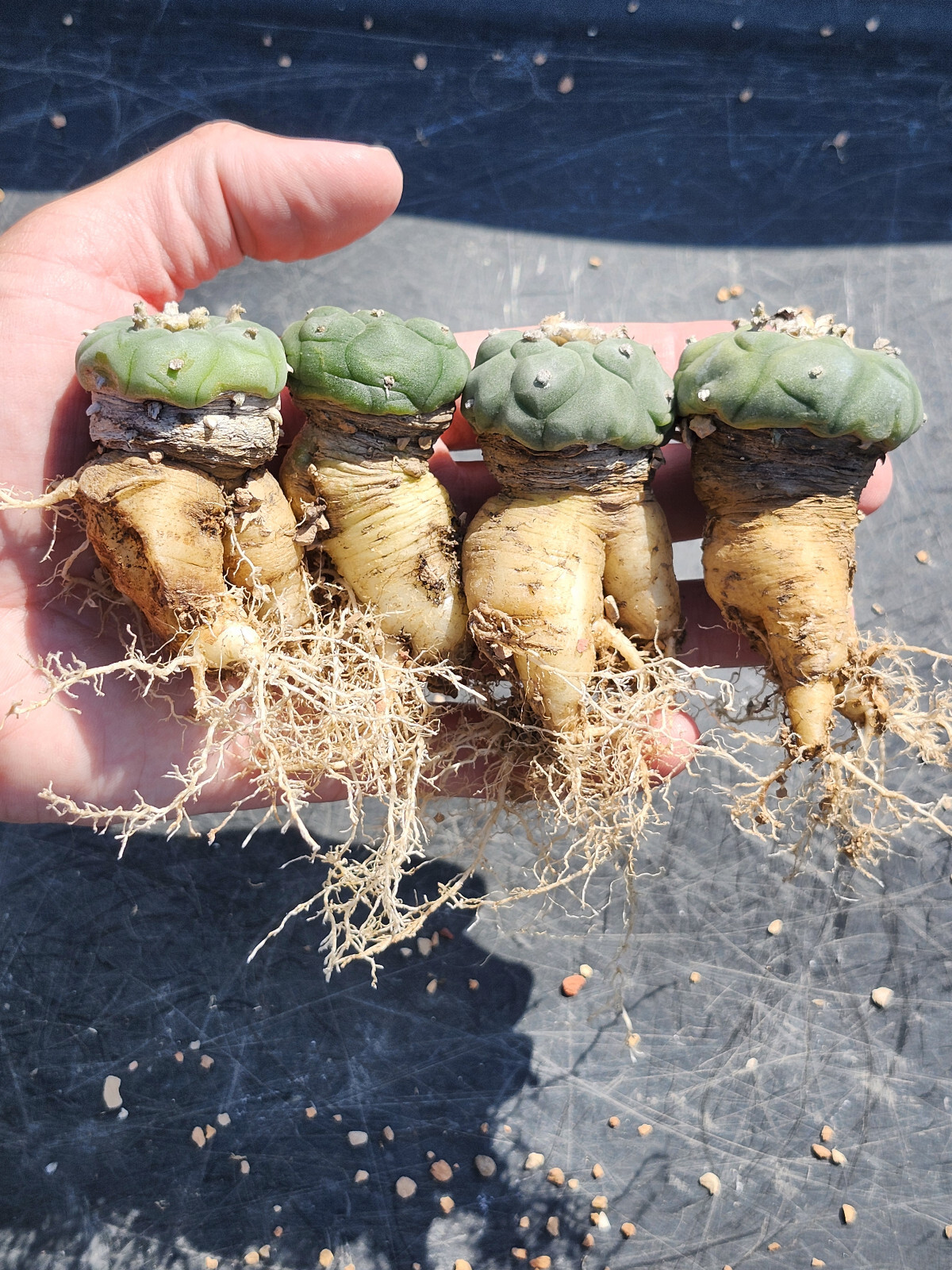 ONE(1) RARE Cactus sp koehresii, seed grown in 2.60″ pot, large root
