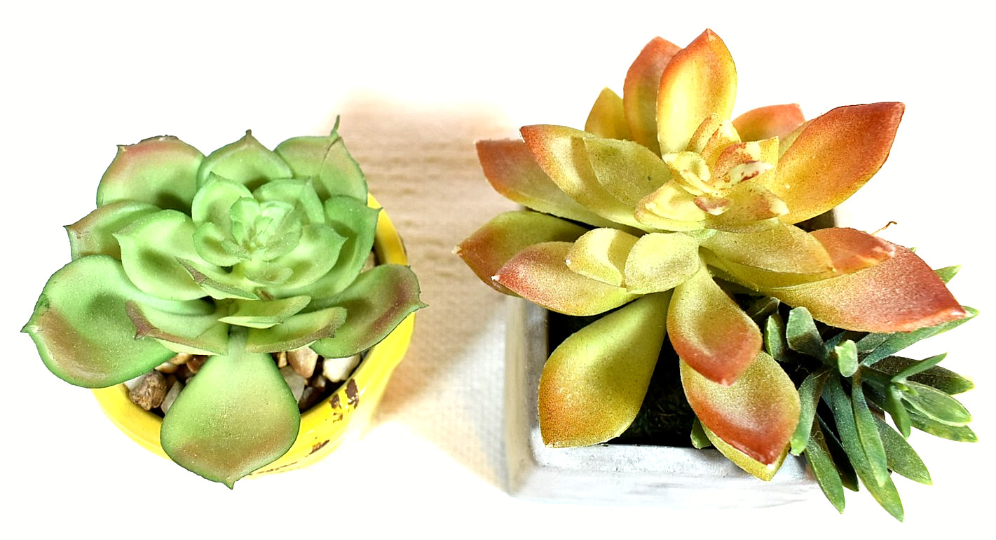 ARTIFICIAL SUCCULENT PLANTS, Set of 2 In Pots, Echeveria & Echeveria/Jade Mix
