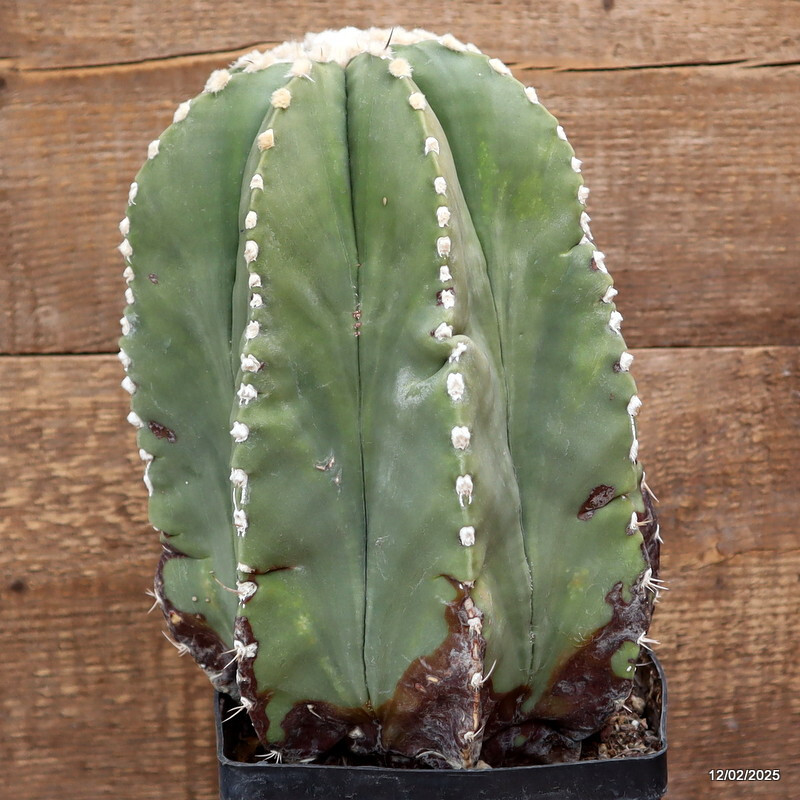 D3005 ASTROPHYTUM MYRIOSTIGMA NUDUM VERY OLD pot14-H26-W17 cm MaMa Cactus