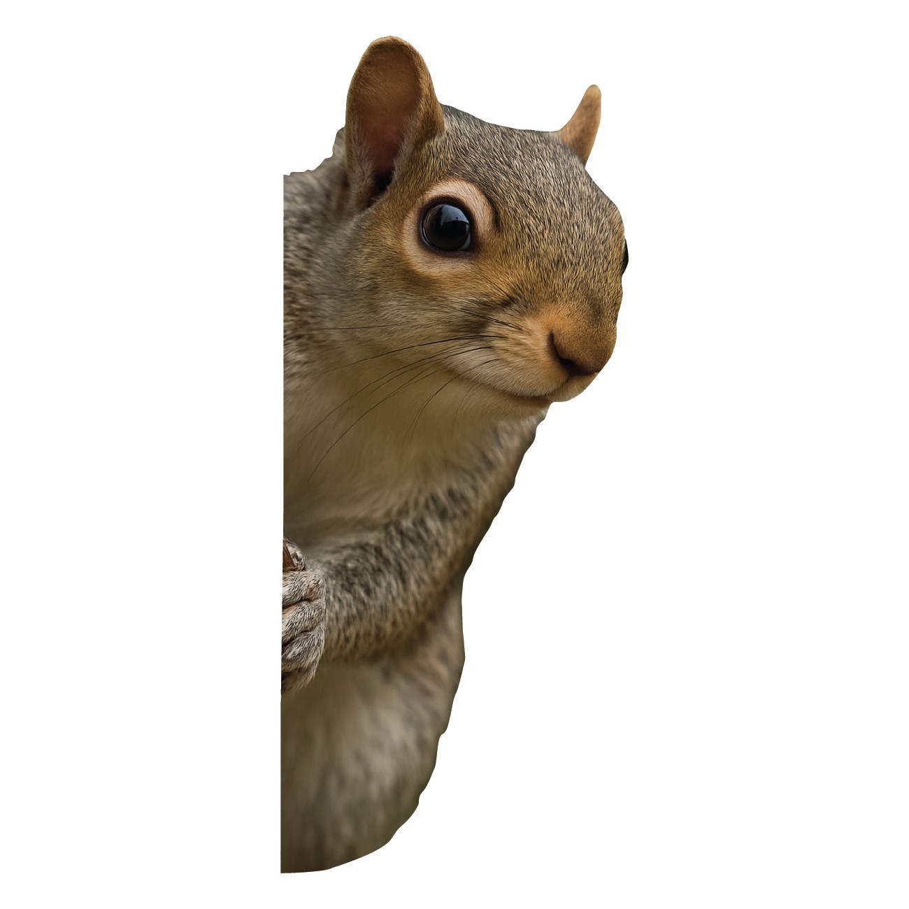Squirrel Peeking Around Wall Decal – 2.5″ wide x 6″ tall