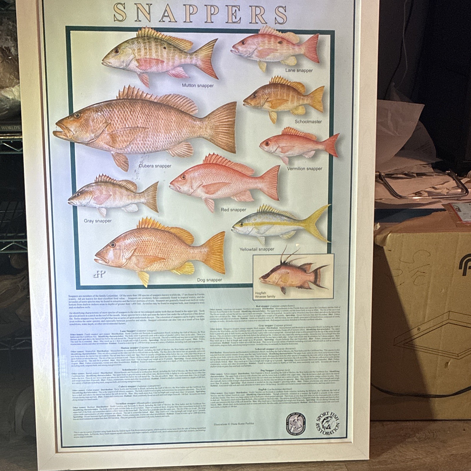 Sport fishing Florida’s Snapper Illustration Diane Rome Peebles 38Hx26W