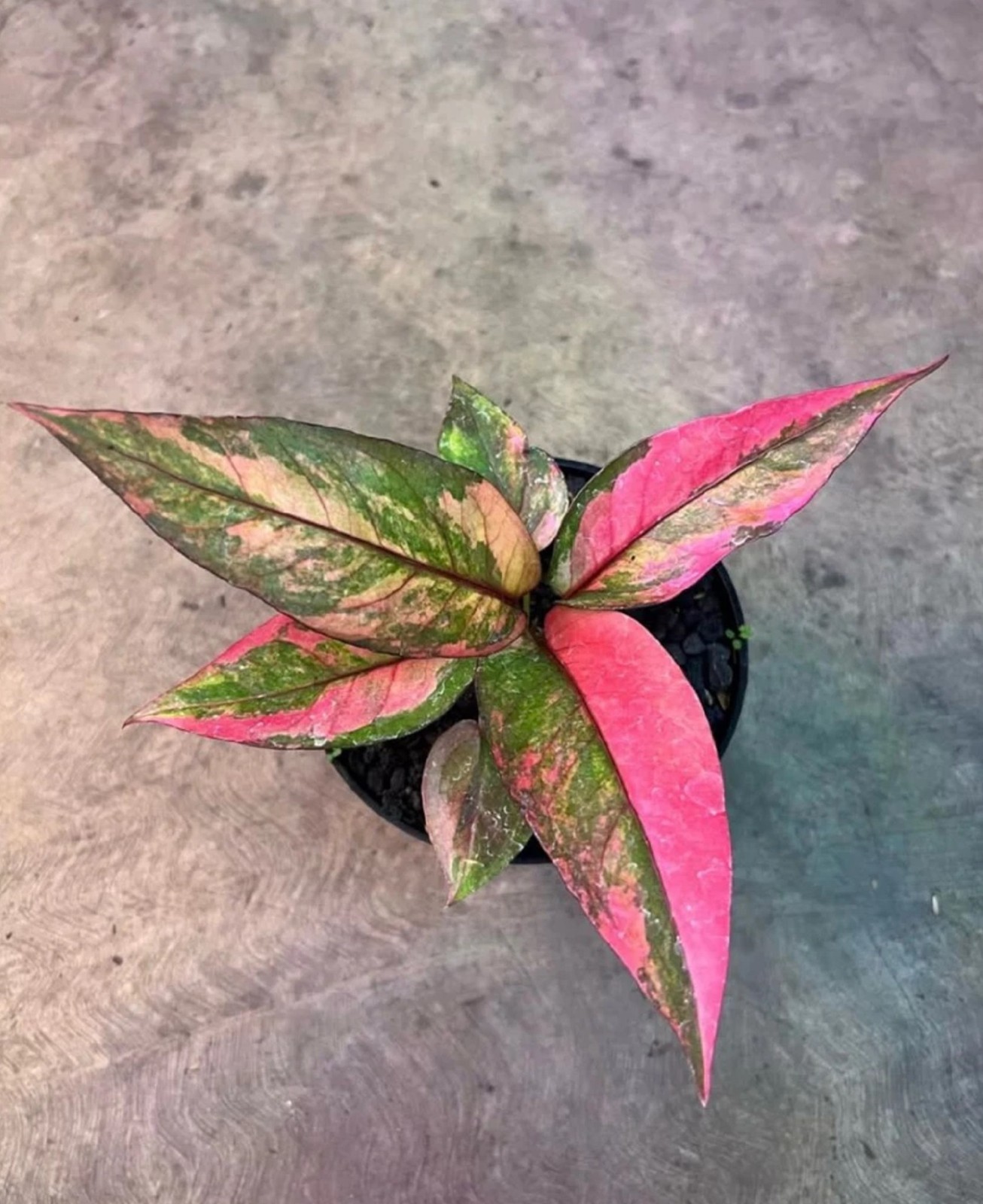 Anthurium Hookeri Pink Variegated Rare Bird’s Nest Anthurium Pink Variegated