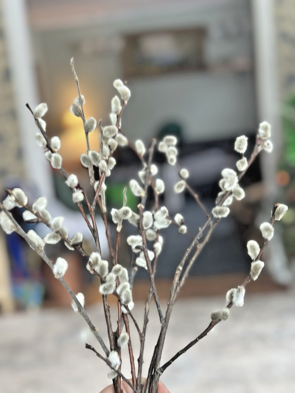 Real dried Pussy Willow Spring Flowers length 12-16” – 6 Stems Natural decor