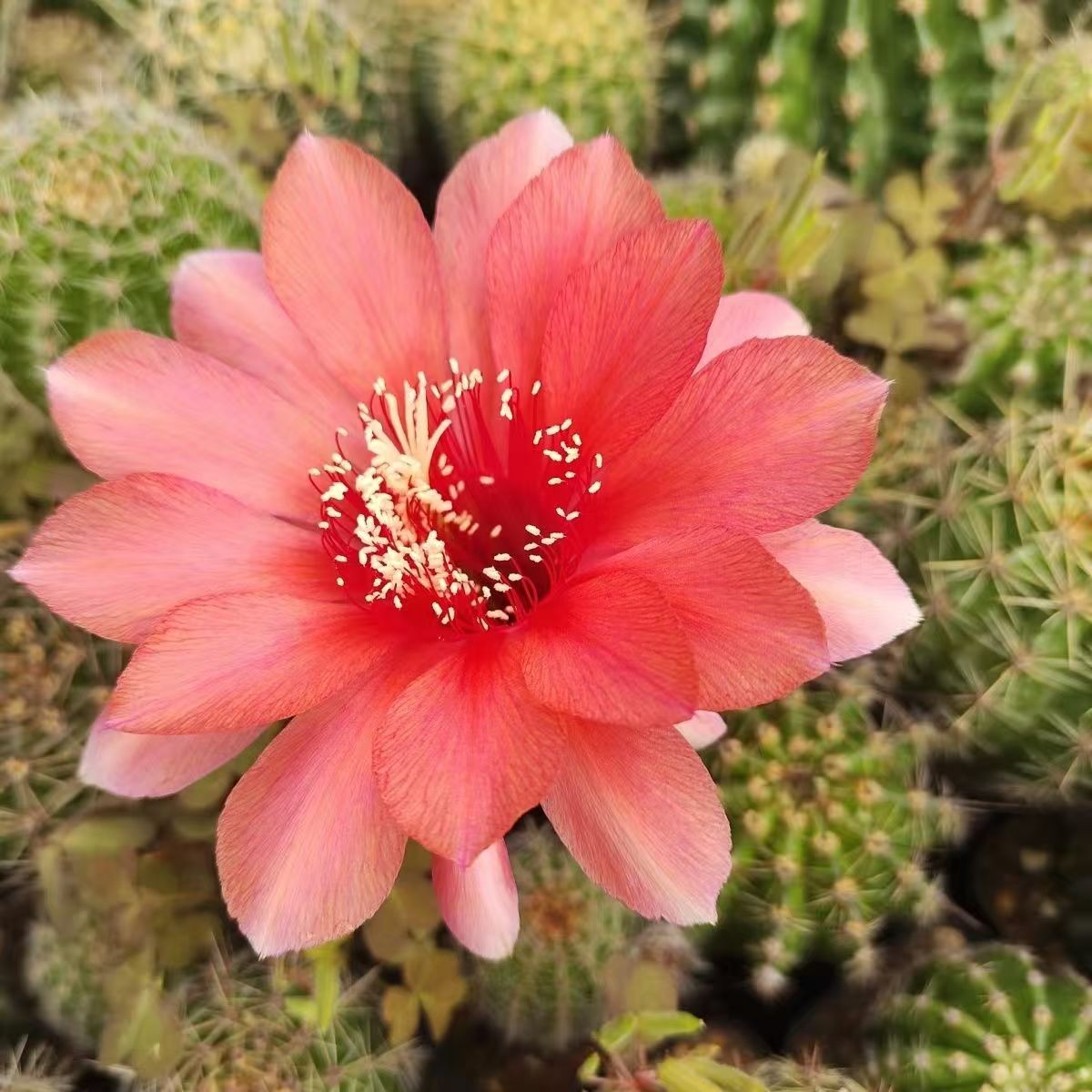 Gymnocalycium baldianum Dwarf Chin Cactus Live Succulent Plant Blooming Cactus