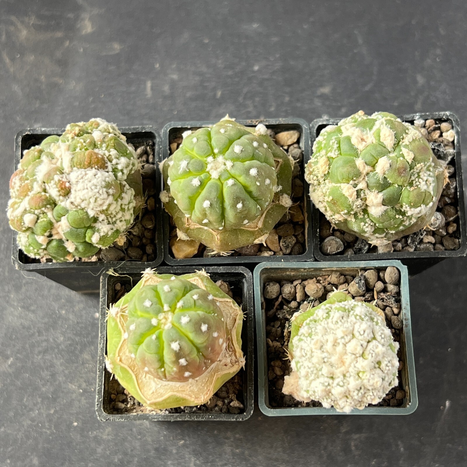 A1639. Astropytum ”Lizard skin”, 5 pieces (Different clones) (Grafted)