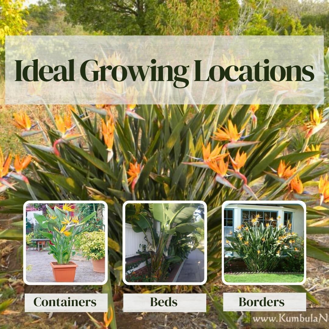 Bird of Paradise Plants Live (4-Pack) , 6-10″ Height. 2″ Pot