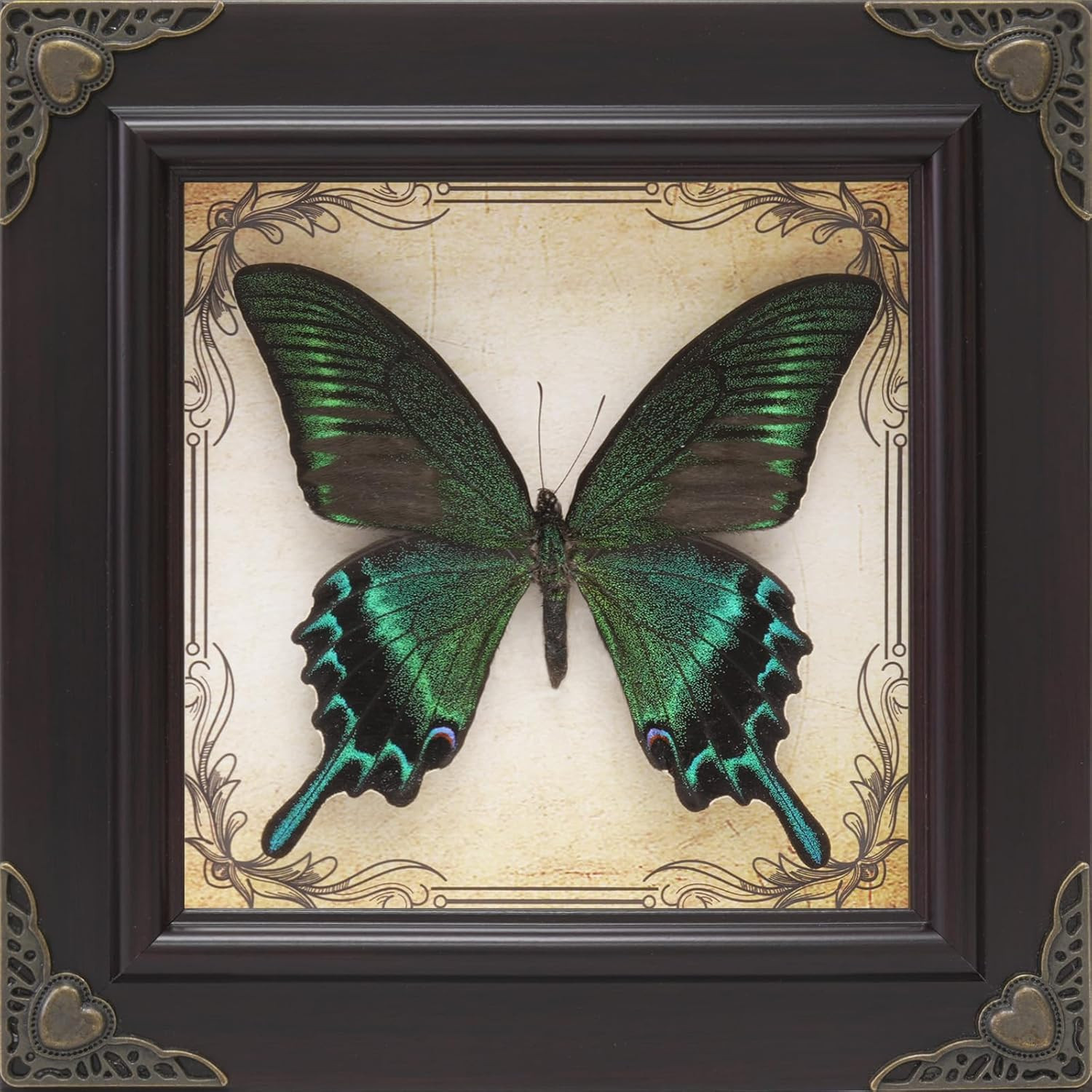 Handmade Real Butterfly Framed with 5 Pieces Gift Set – Gothic Home Decor and Vi
