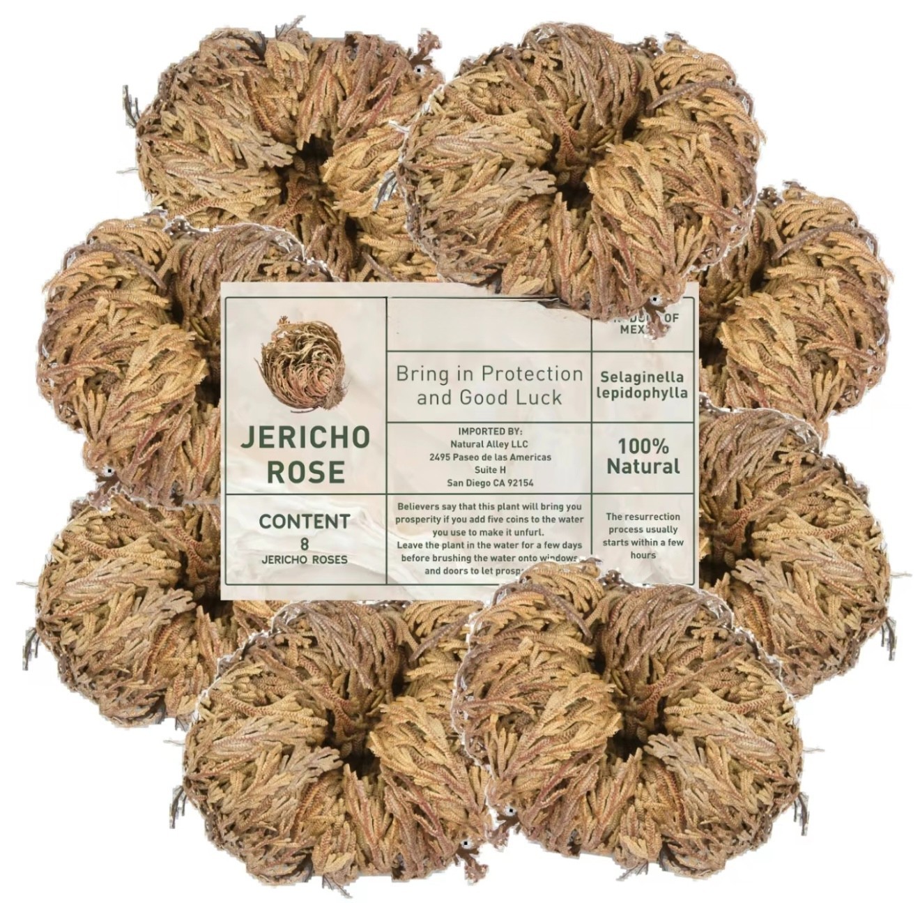 Rose of Jericho Dried Plants – Rosa de Jerico Original, Dried Fern Like Scale Le