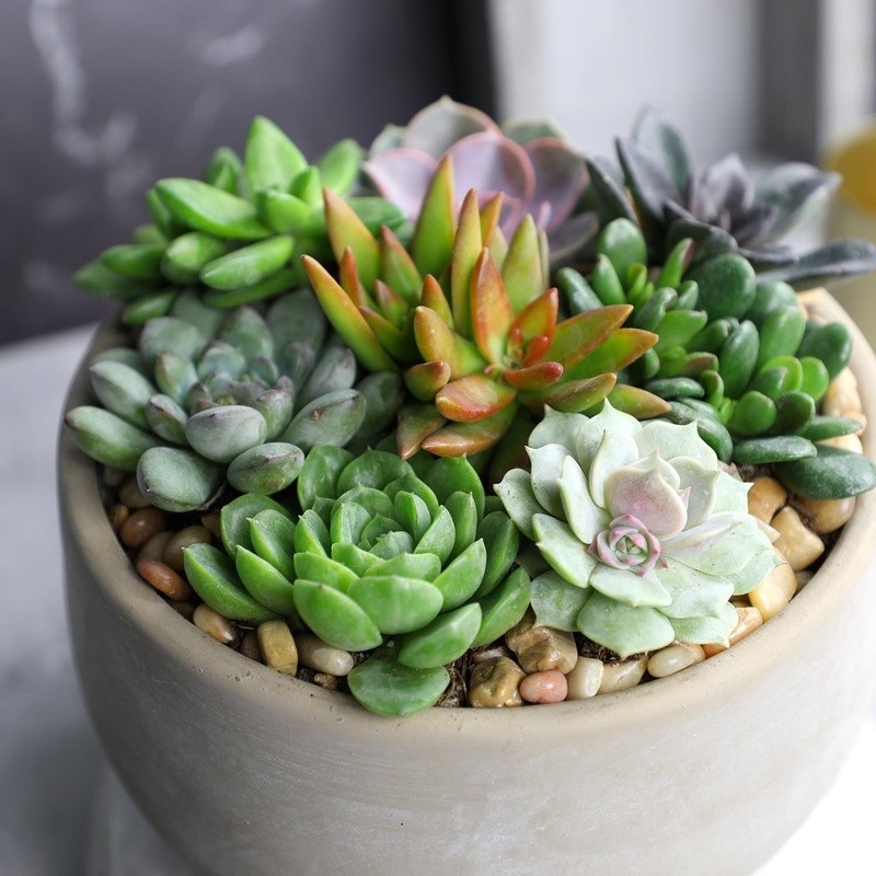 Multicolor Succulent Plants Live Indoor Pack of 6 Easy Care Grower Pots New