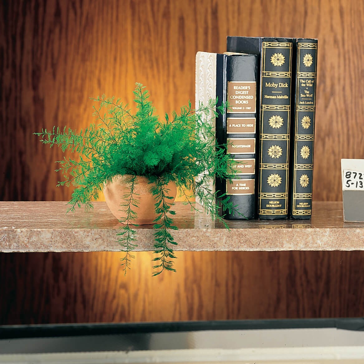 Mysterious Air Fern, Set of 4 – Water & Soil Free House Plant