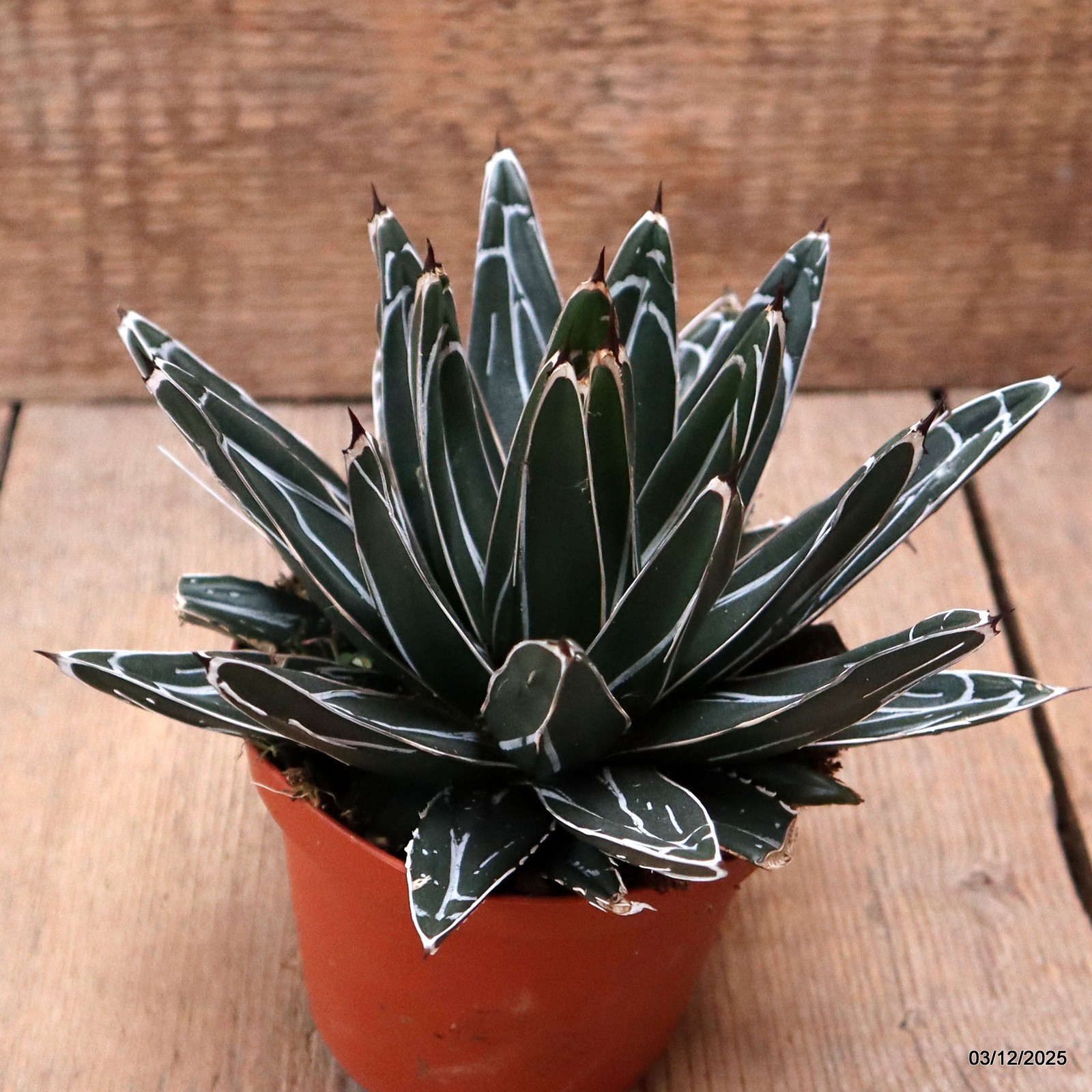 D7671 AGAVE REGINAE VICTORIAE pot10-H11-W17 cm MaMa Cactus