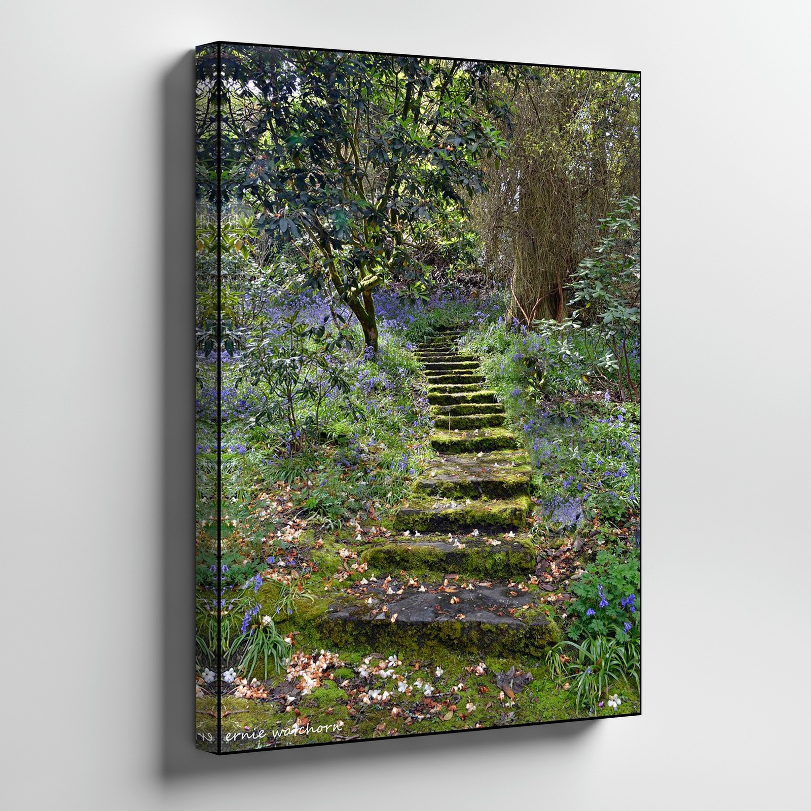 Moss Covered Stone Steps With Bluebells In Lush Woodland Nature Canvas Print