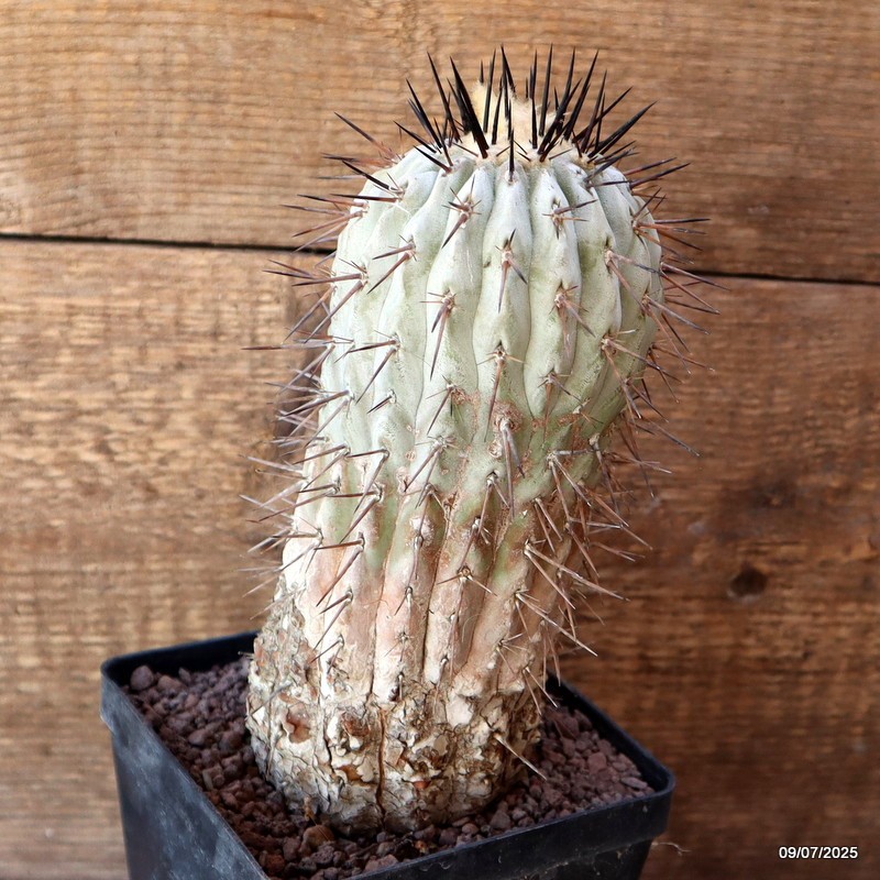 D5178 COPIAPOA CINEREA TALTAL pot12-H19-W8 cm MaMa Cactus