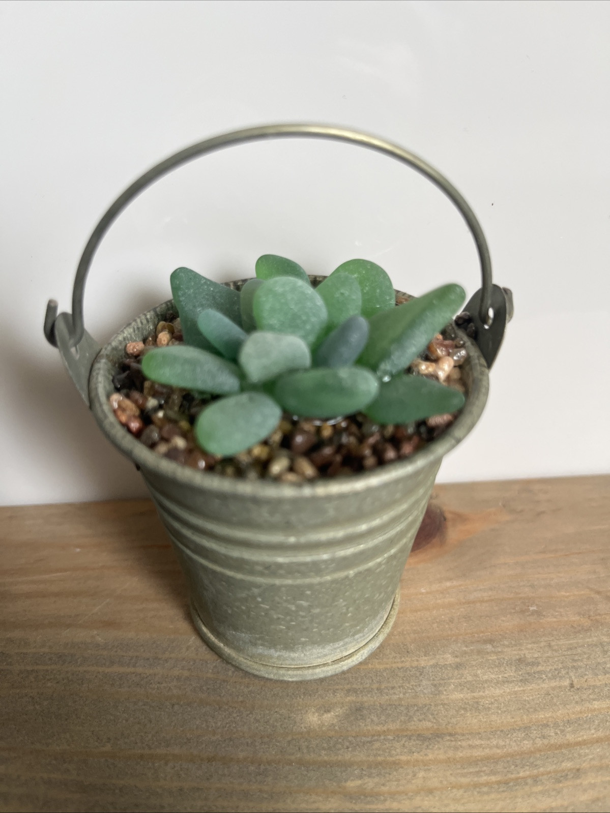 Seaglass Succulent In Metal Pail Small upcycled Easy Care Plant Mom Gramma BFF