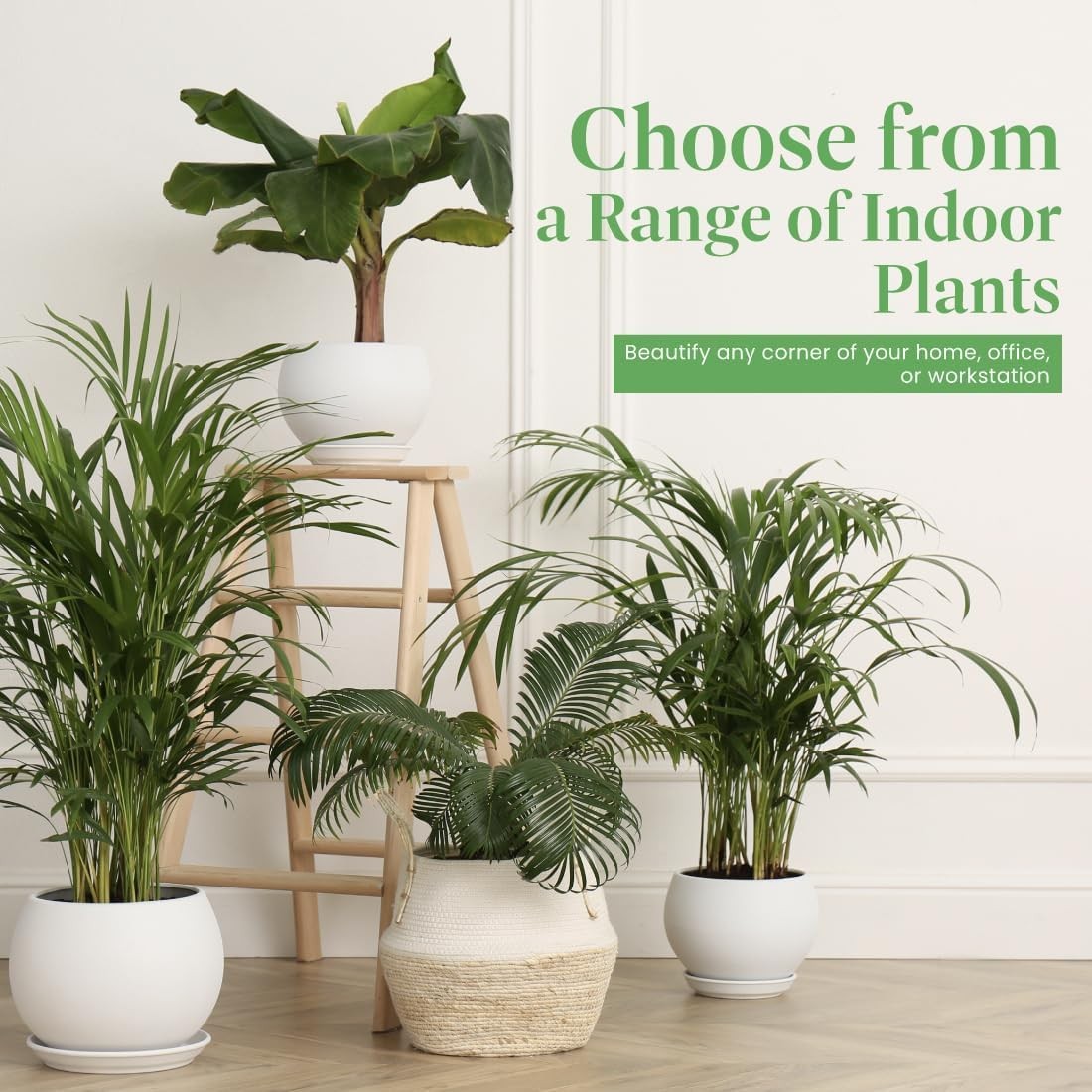 Areca Palm – Live 4-Inch 3-Pack, Easy-Care Tropical Houseplants with Lush Gre…