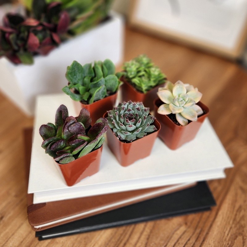 Multicolor Succulent Plants Live Indoor Pack of 6 Easy Care Grower Pots New