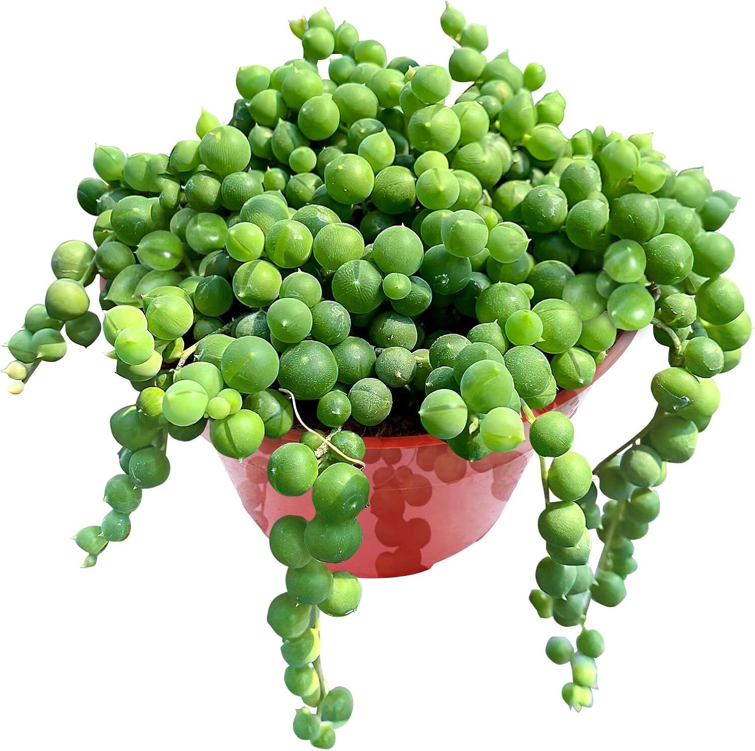 4″ String of Pearls Live Trailing Succulent Fully Rooted in Pots with Soil Mix