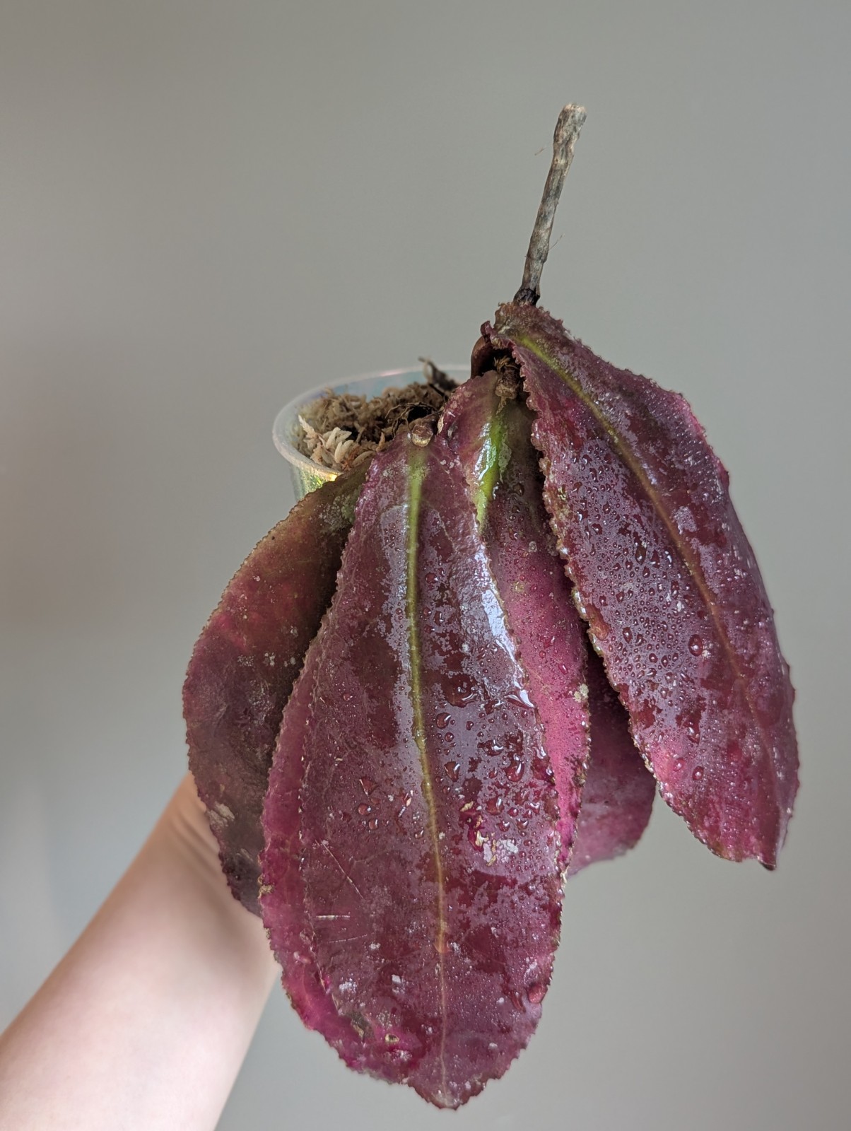 Rare Hoya Undulata Red Sp Borneo US SELLER