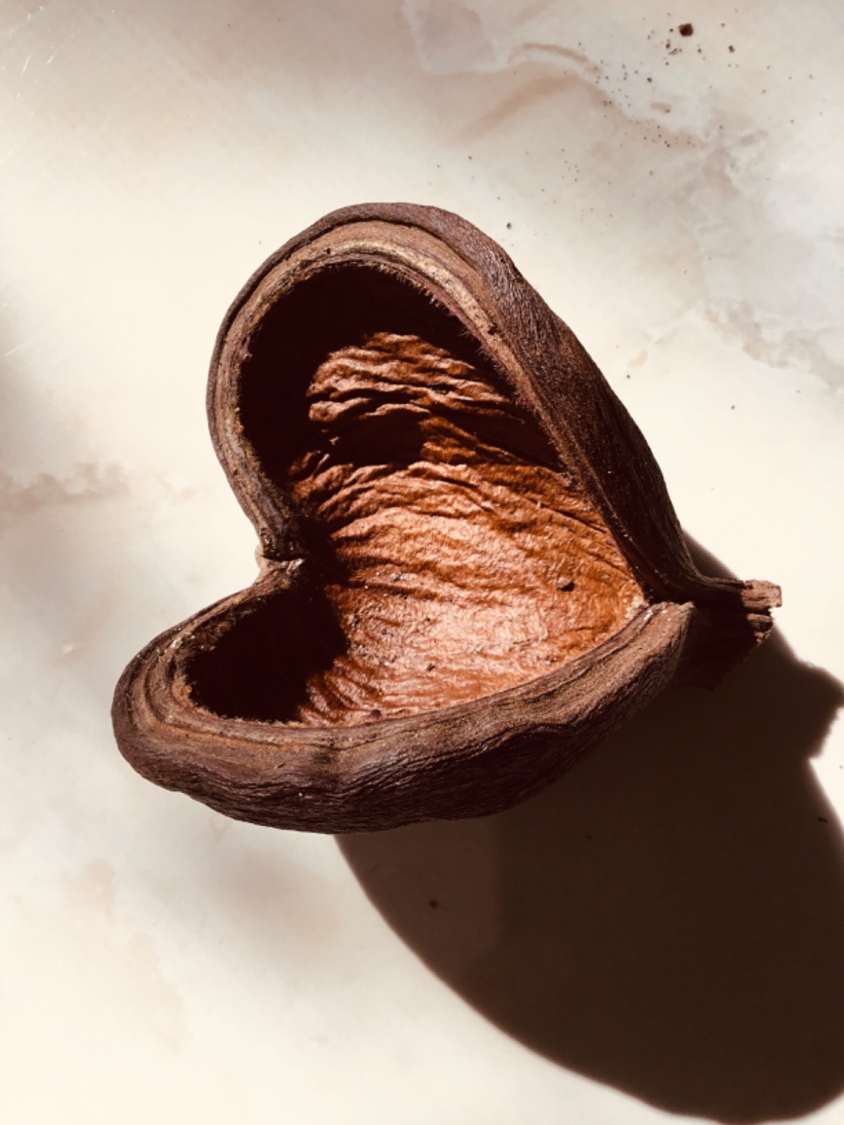 1pc Fall Pod Dried Decor 6 Inches