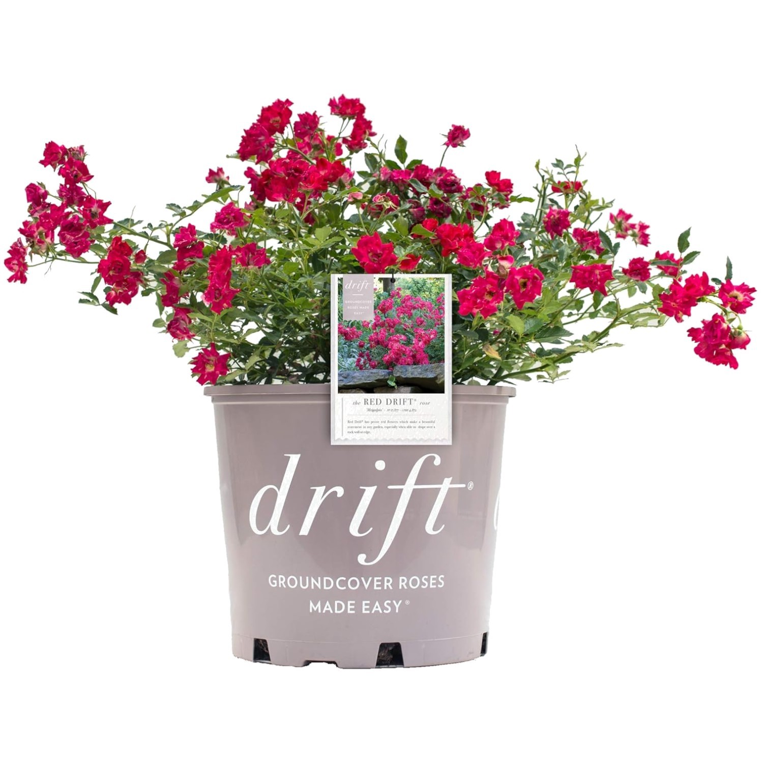Red Rose Shrub – Seasonal Blooms – Easy Care