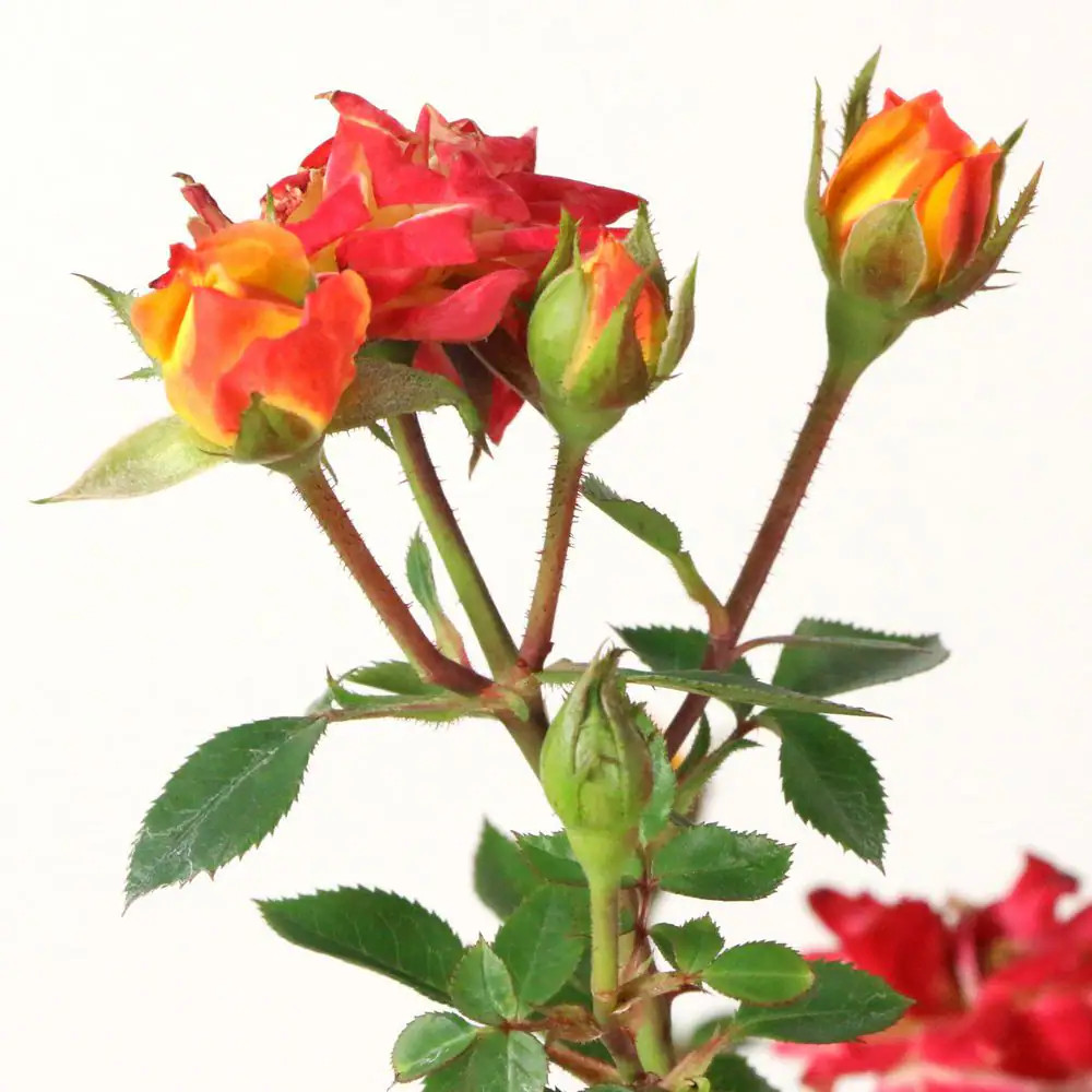 2.5 In. Rose Miniature Orange Honey with Orange Flowers (3-Pack)