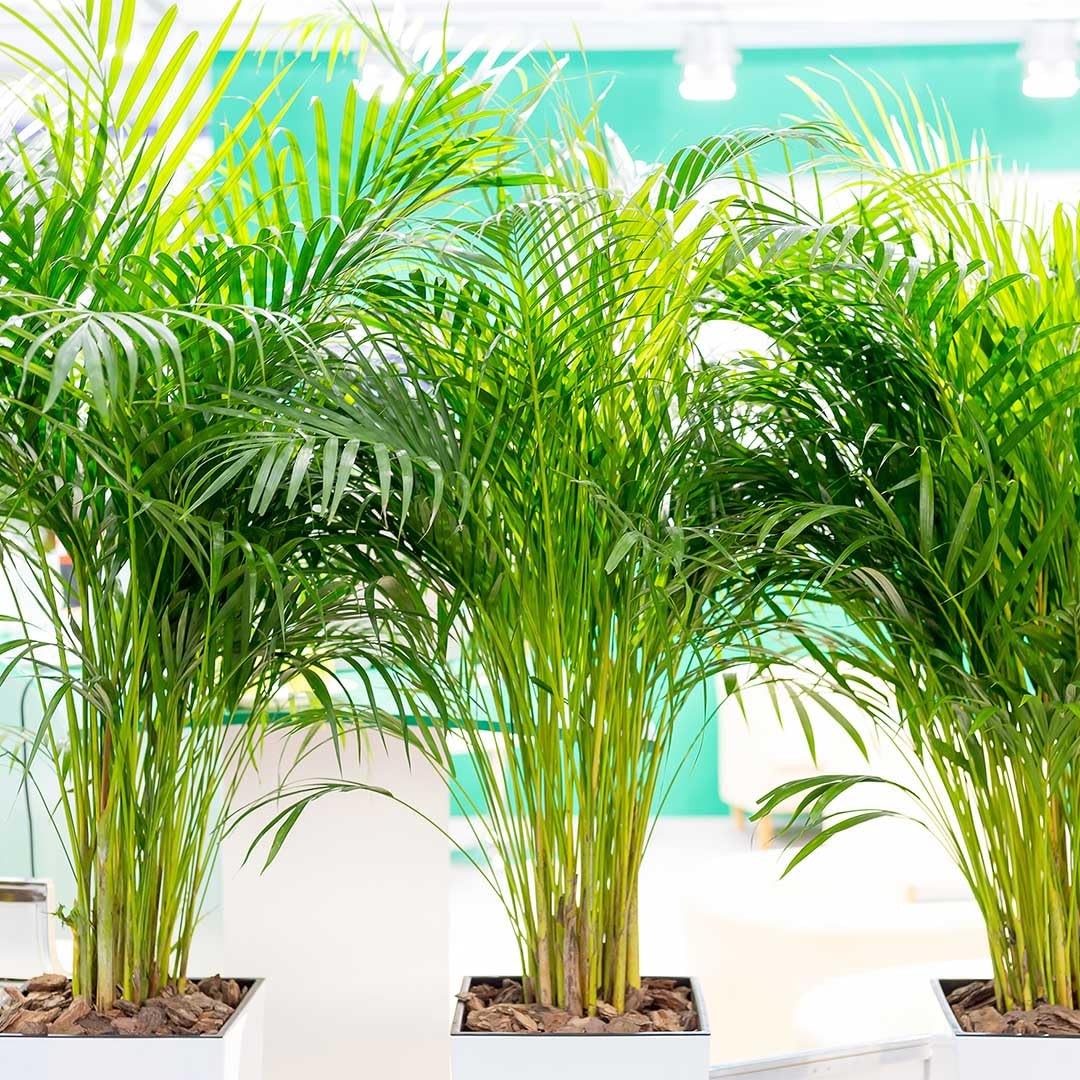 Areca Palm – Live 4-Inch 3-Pack, Easy-Care Tropical Houseplants with Lush Gre…