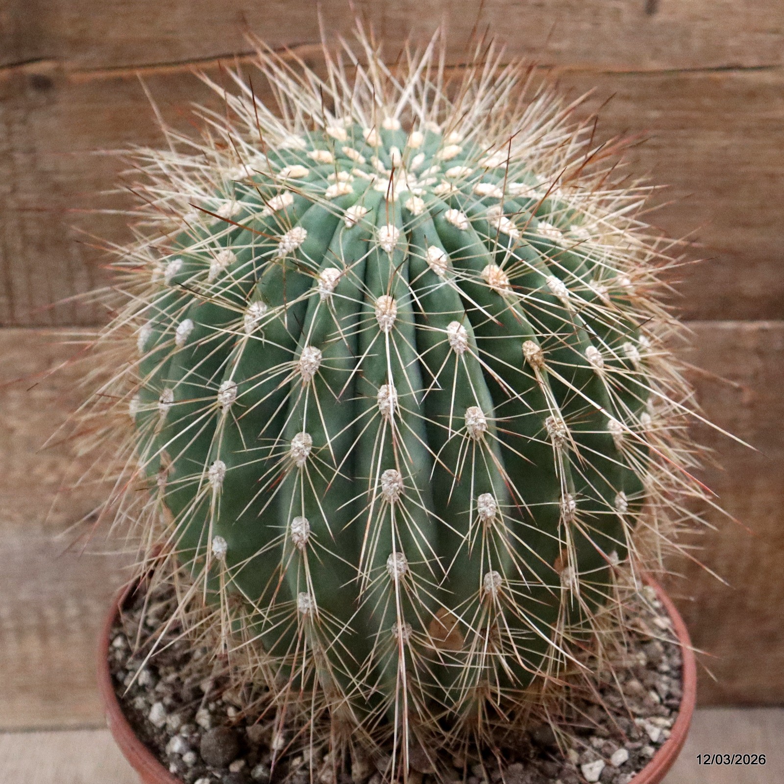 D7963 DENMOZA RHODACANTHA pot22-H24-W17 cm MaMa Cactus